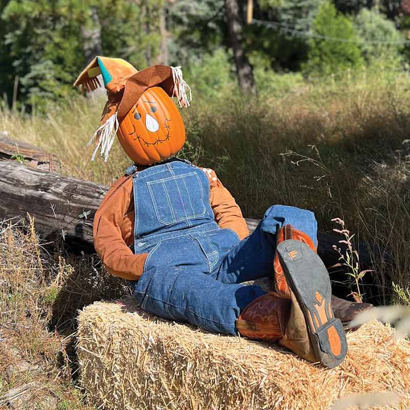 Pumpkin2